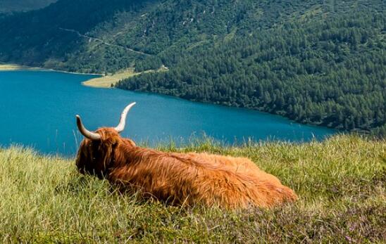 牛年男孩名字叫什么好?