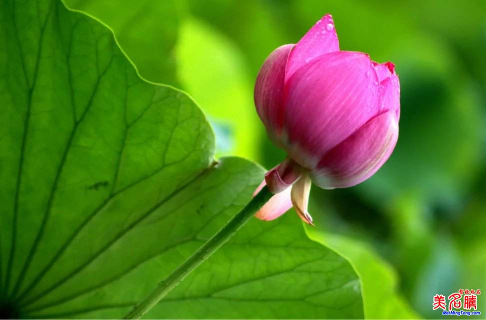 2017雞年寶寶如何起名與起名技巧？