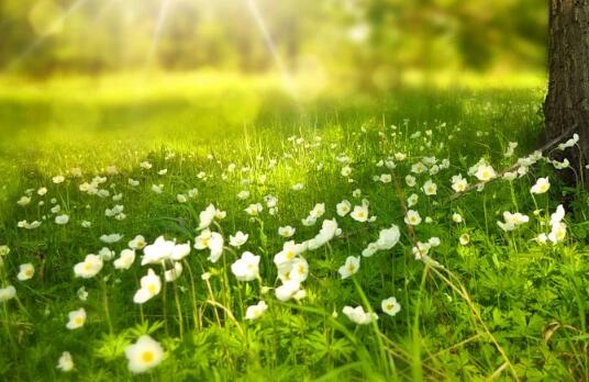 牛年寶寶草字頭的好聽名字有哪些?