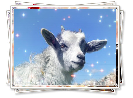 生肖屬羊命不好？從“十羊九不全”的由來知道并非如此