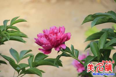 2017年最具價值中國品牌100強(附100強品牌名字榜單)