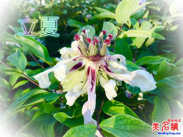 萬(wàn)物生長(zhǎng)的立夏節(jié)氣名字由來(lái)、夏季出生的寶寶起名參考
