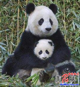 知道給國寶大熊貓取名字的規(guī)則嗎？