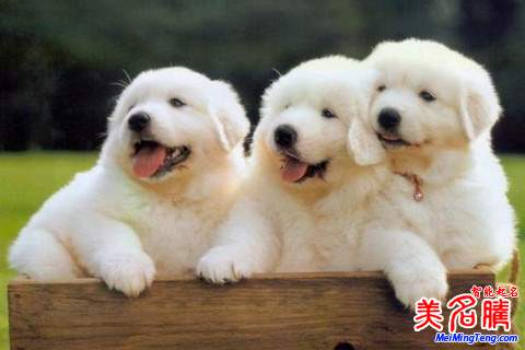 最新狗年寶寶起名名字大全2018