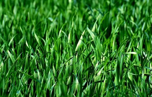 草字頭(艸)的牛寶寶起名宜用字有哪些?