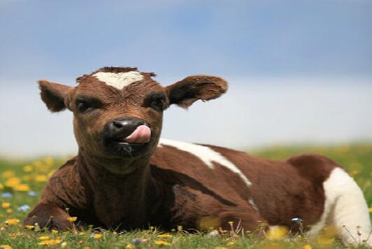 牛年寶寶起名之帶“牛”字的成語(yǔ)大全