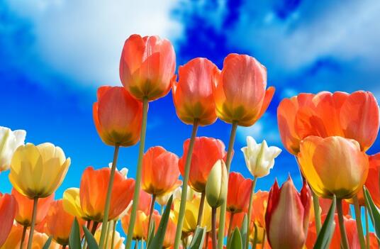 牛年女寶寶鳥語(yǔ)花香的名字大全