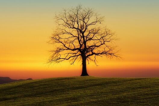 牛年男孩男寶寶草字頭(艸)的起名名字大全