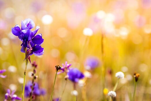 牛年生寶寶起名草字頭的字有哪些？