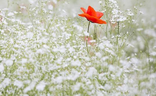 牛年生寶寶起名草字頭的字有哪些？