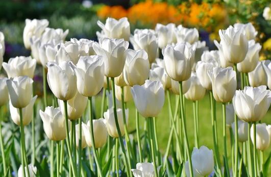 牛年生寶寶起名草字頭的字有哪些？